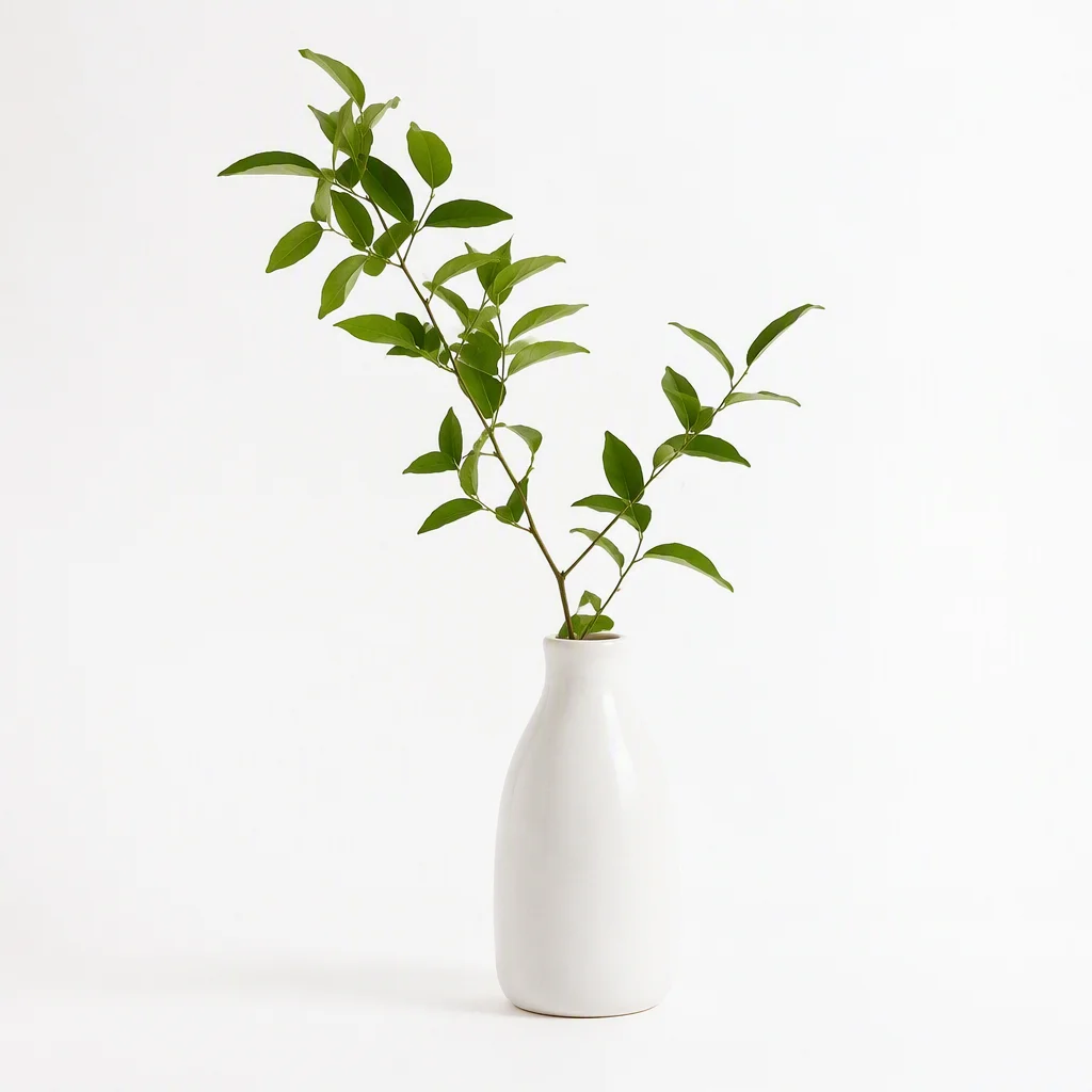 Ảnh 2 minh hoạ hình nền trắng