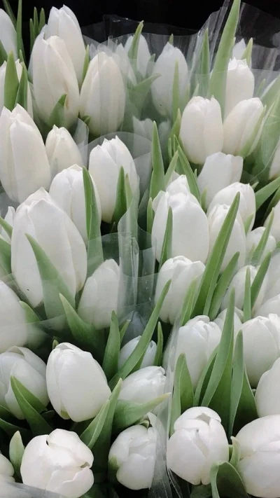 Hình nền trắng hoa tulip (4)