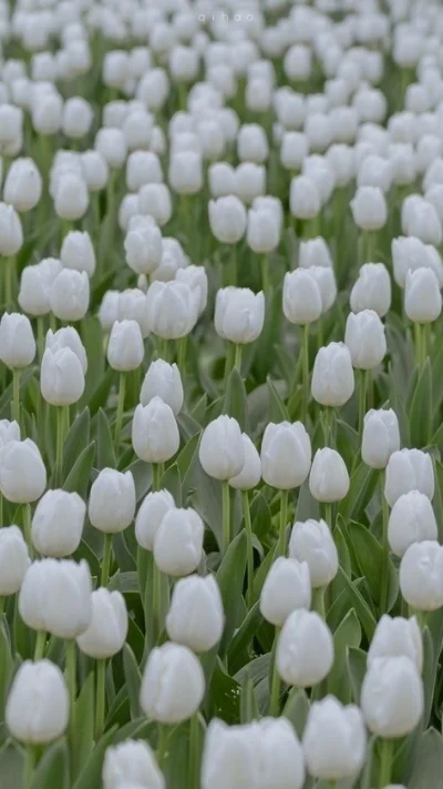 Hình nền trắng hoa tulip (7)