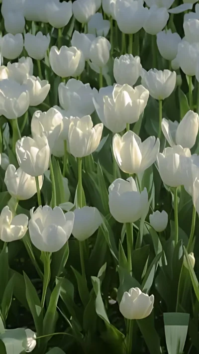 Hình nền trắng hoa tulip