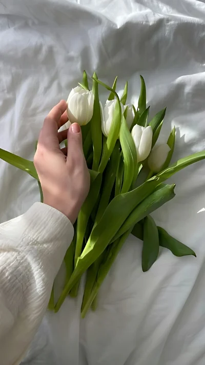 Hình nền trắng hoa tulip (6)
