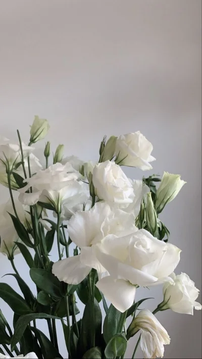 Hình nền trắng hoa tulip (5)