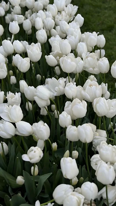 Hình nền trắng hoa tulip (9)