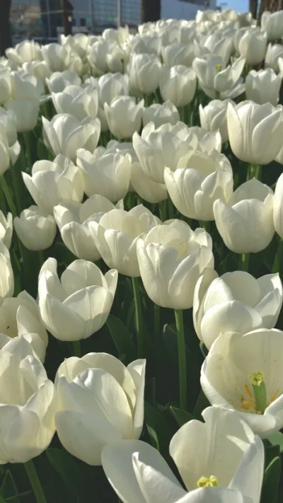 Hình nền trắng hoa tulip (8)