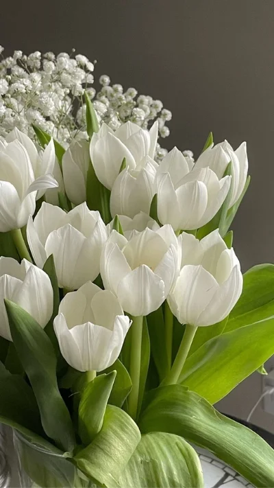 Hình nền trắng hoa tulip (3)