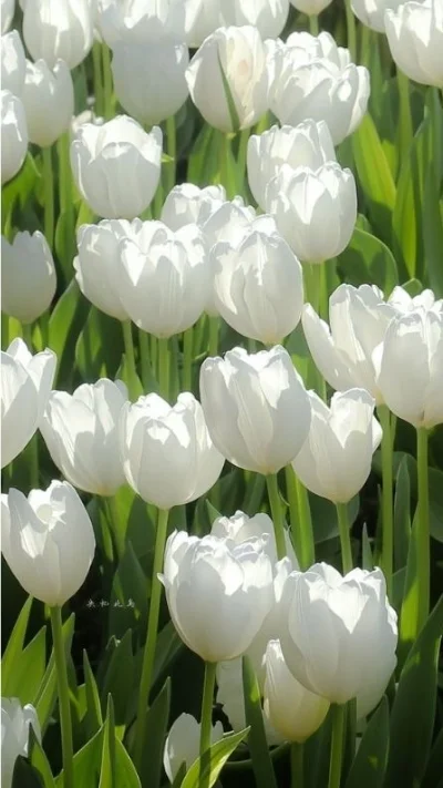 Hình nền trắng hoa tulip (2)