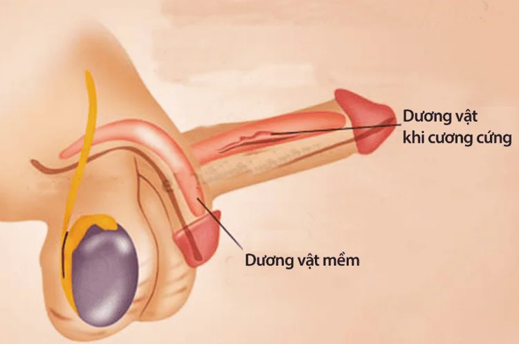thuốc tăng kích thước cậu nhỏ, hình 78