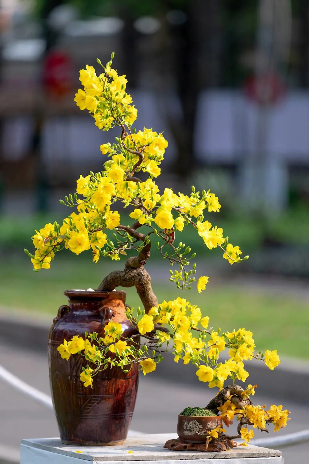 Cây hoa mai kiểng cực đẹp