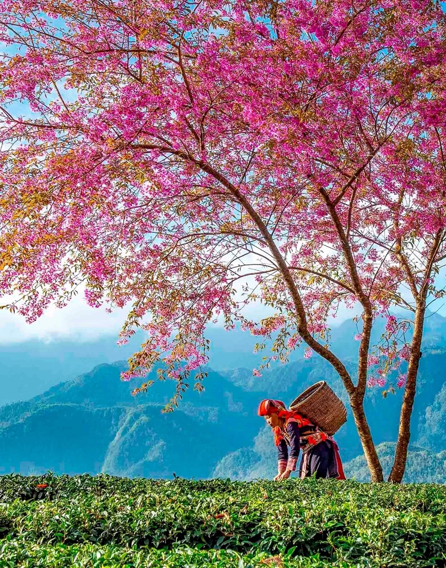 Dấu ấn những mùa xuân trong nhiếp ảnh