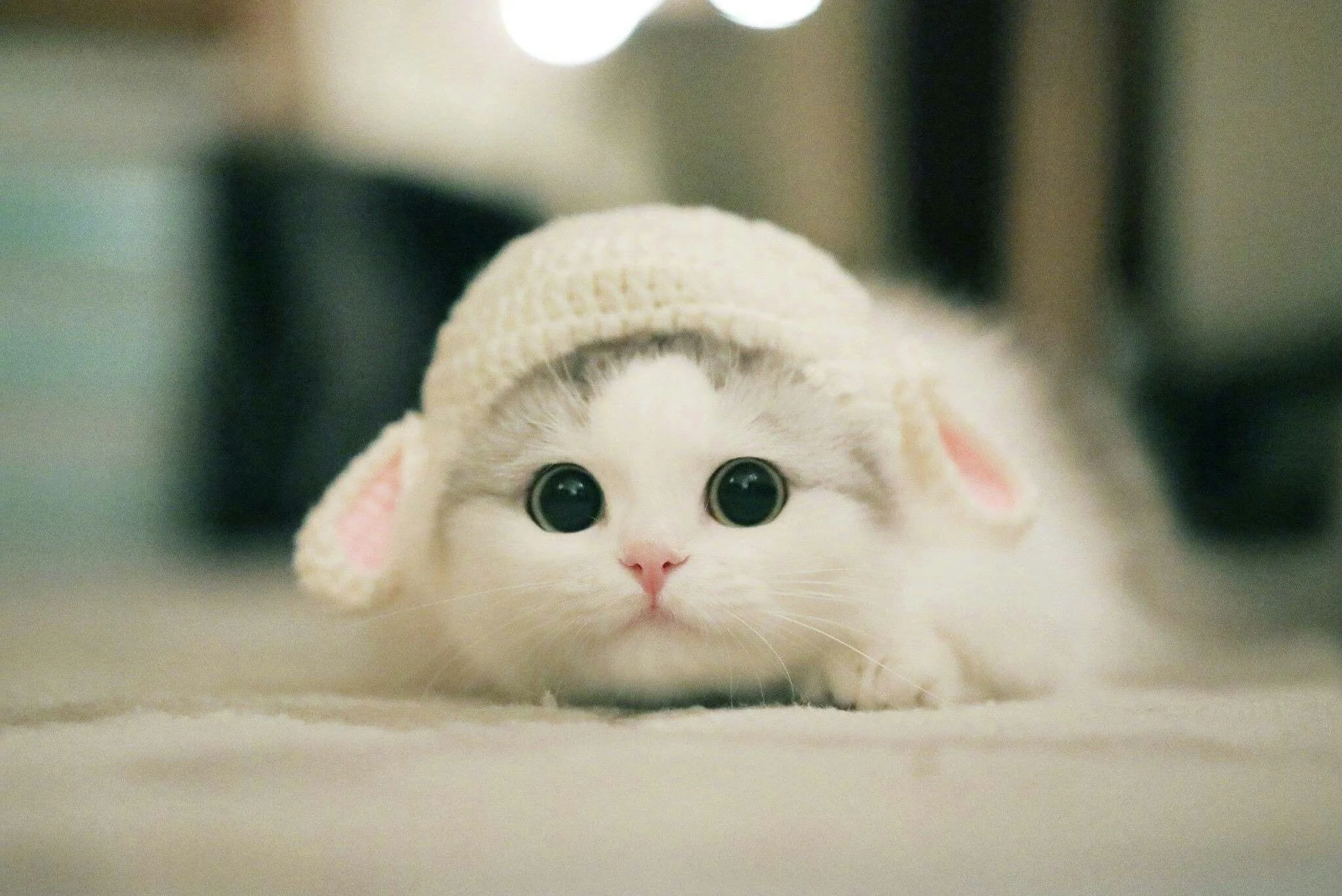 hình ảnh cute mèo trắng đội mũ len hình cừu non
