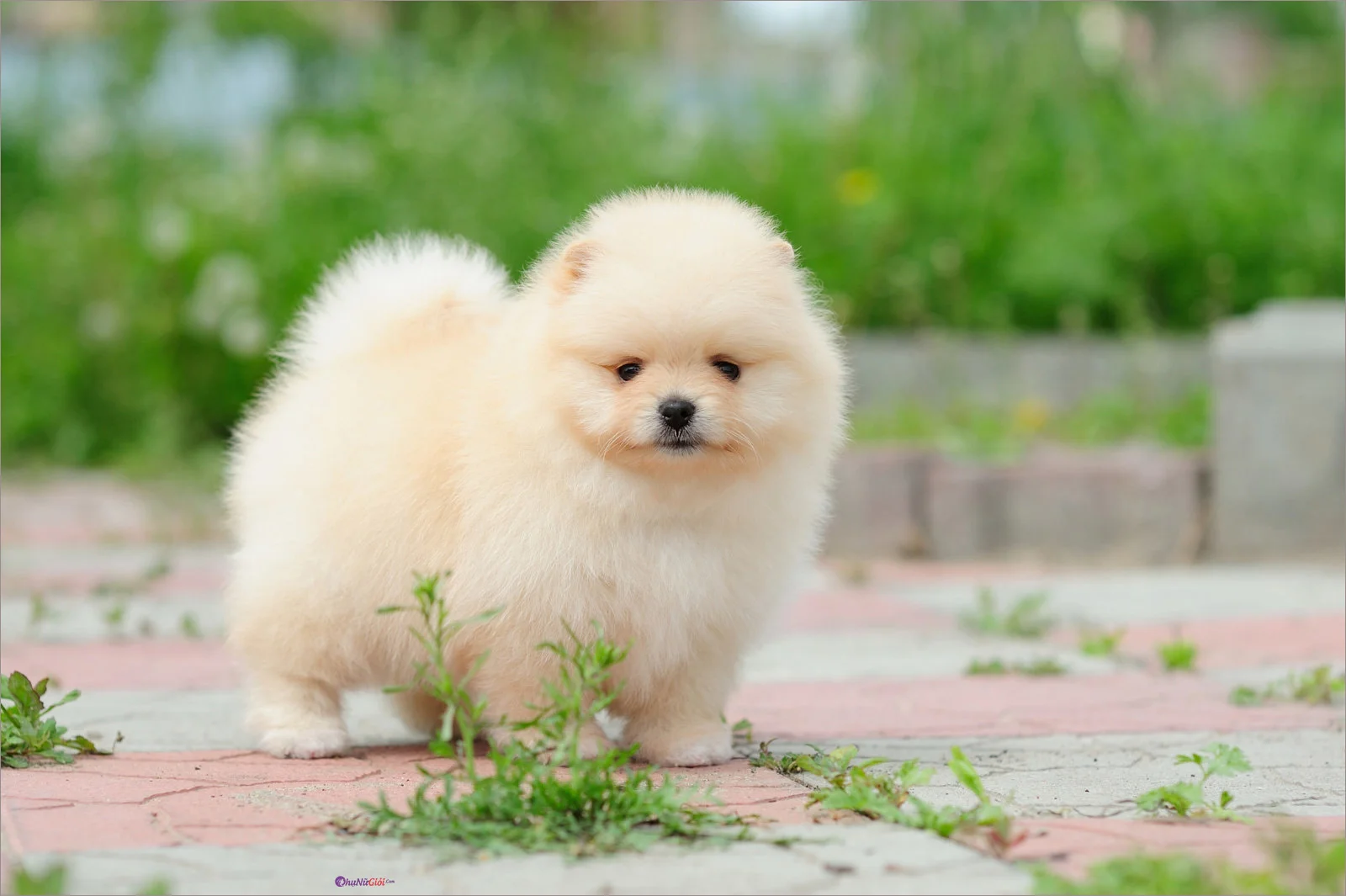 hình ảnh cute chó Pomeranian lông xù vàng đứng trên cỏ