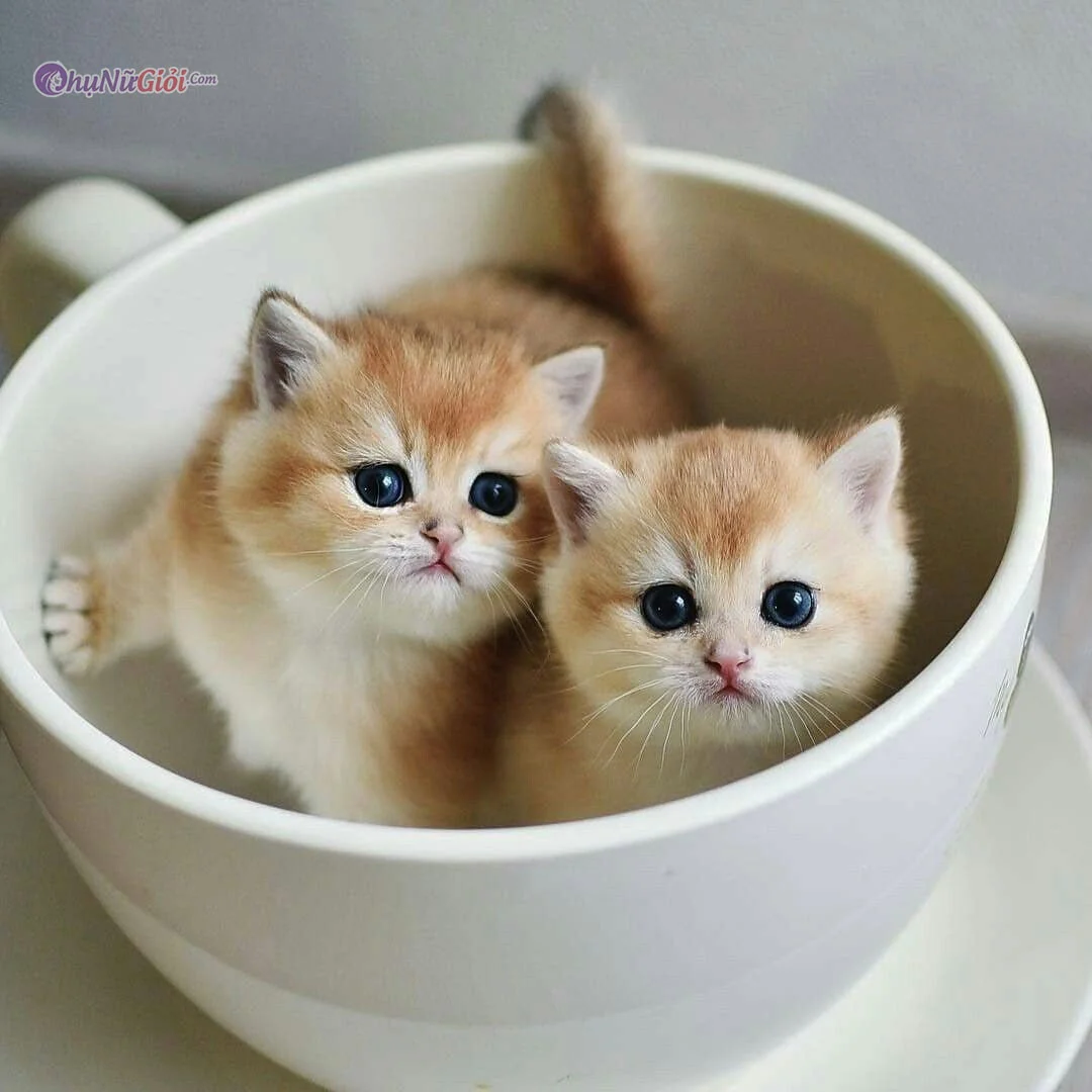 hình ảnh cute hai chú mèo con ngồi trong tách trà trắng