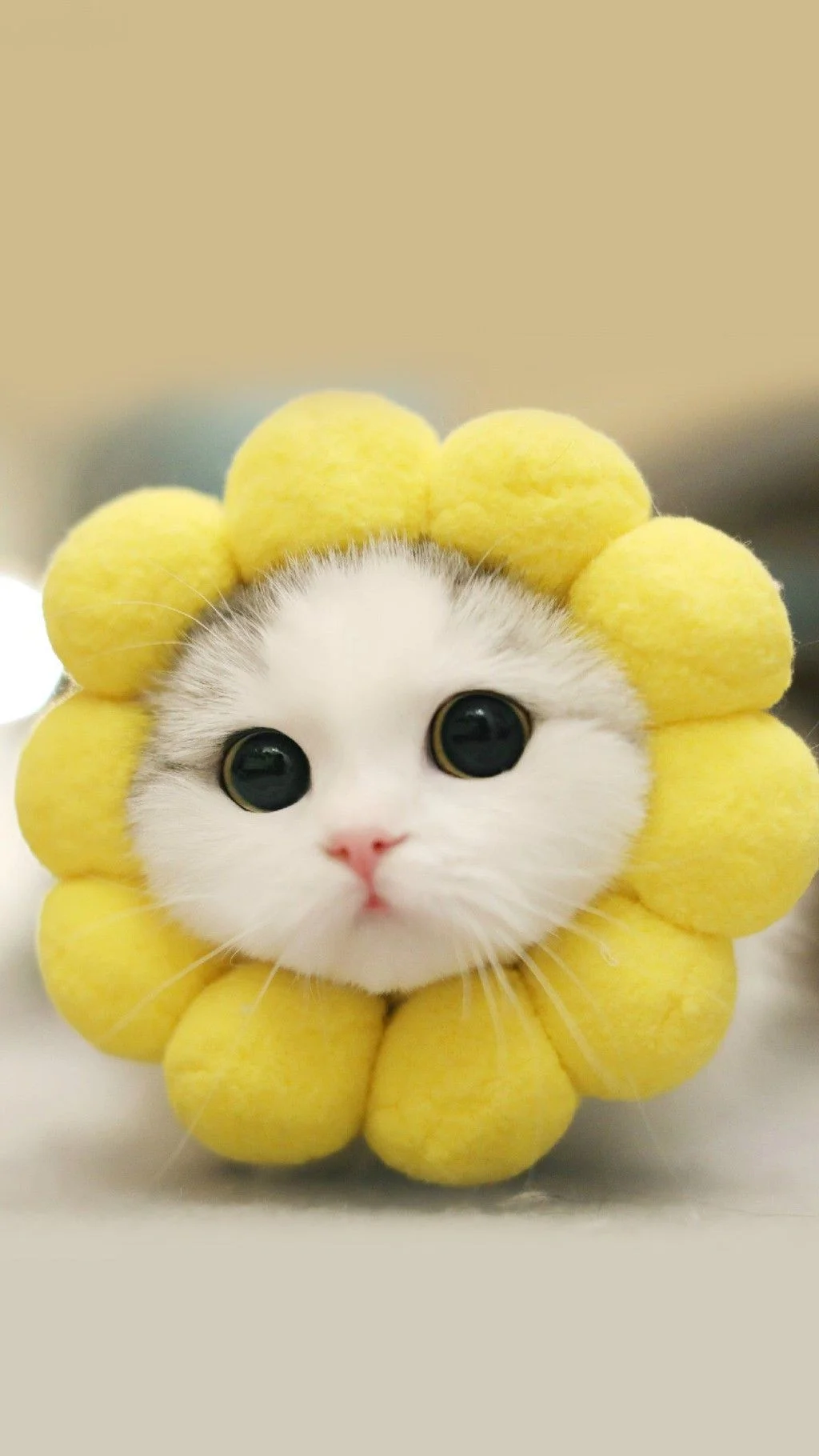hình ảnh cute mèo con hóa thân thành bông hoa hướng dương