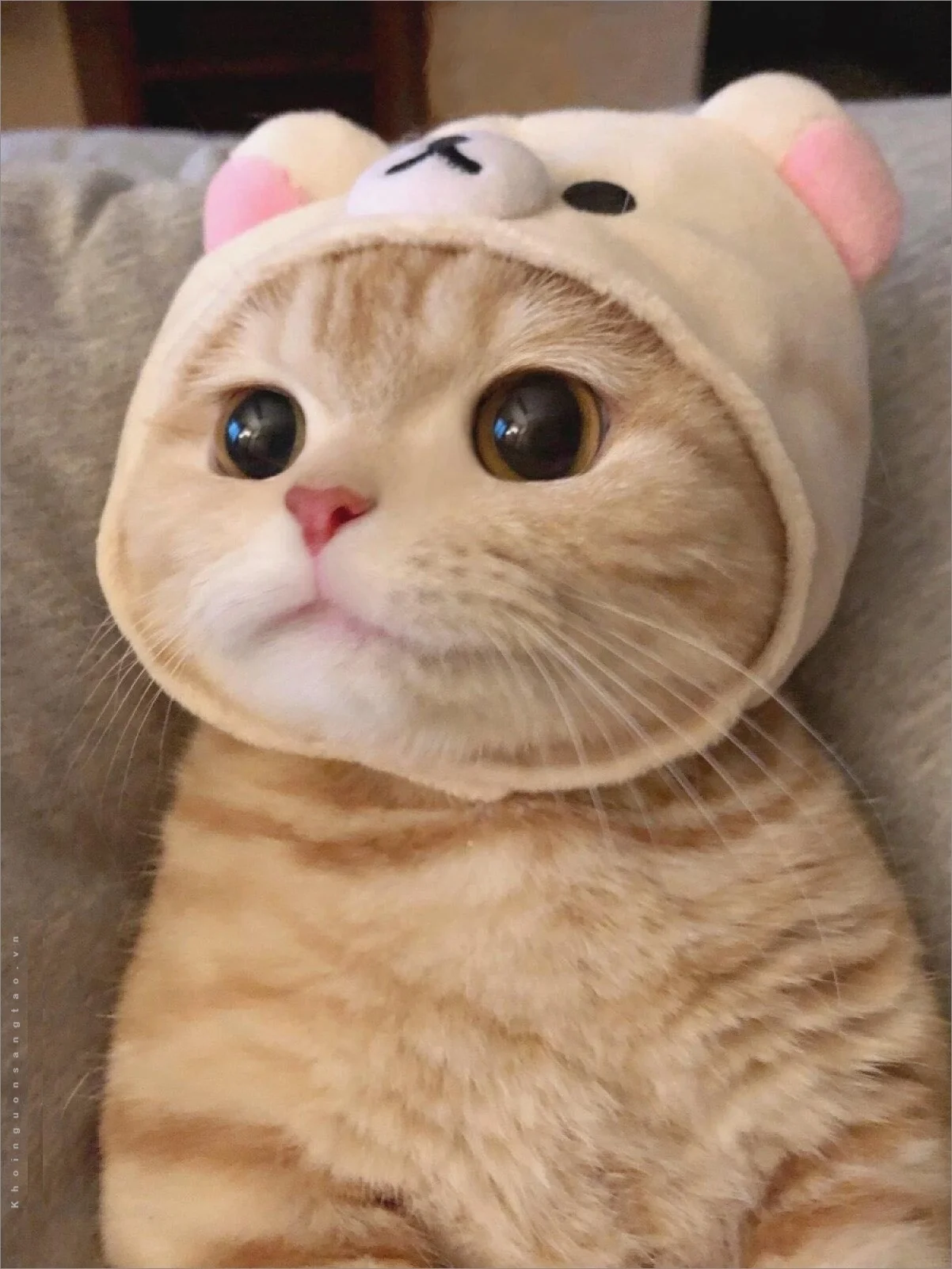 hình ảnh cute mèo cam đeo mũ hình gấu đáng yêu