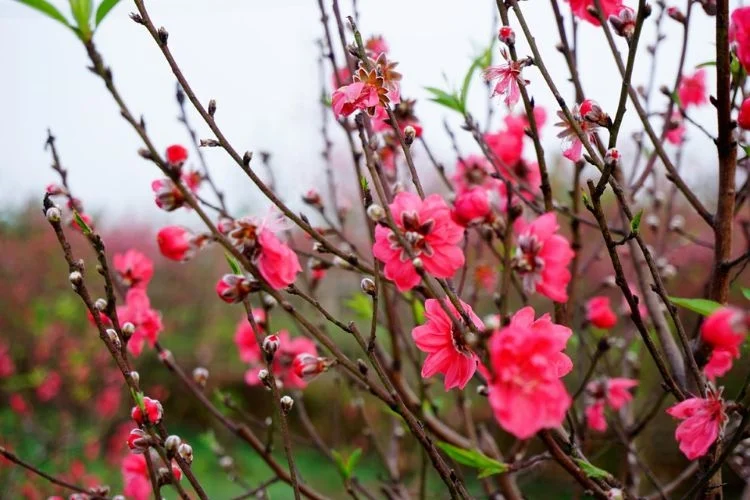 Hình ảnh hoa đào ngày Tết: Biểu tượng sắc xuân và tài lộc