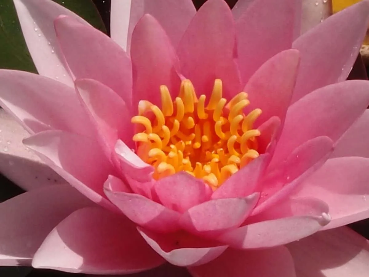 ảnh mạng gái (56)