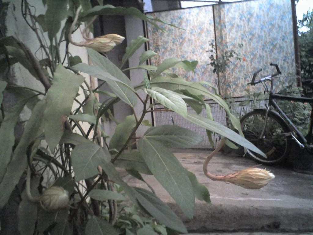 ảnh mạng gái (44)
