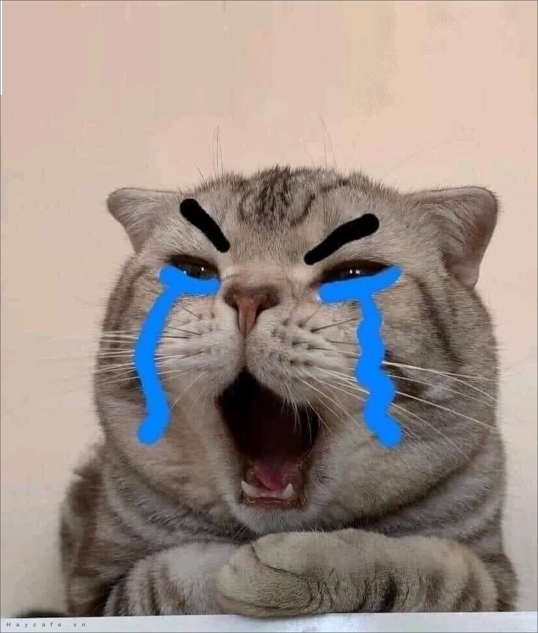 Hình ảnh meme chú mèo xám khóc với nước mắt xanh và biểu cảm buồn cười