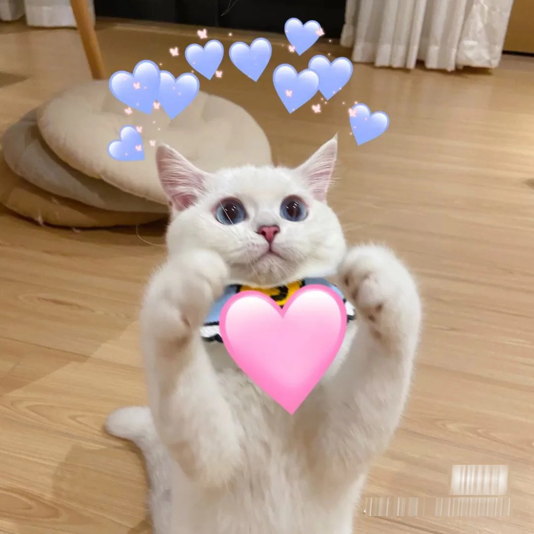 Hình ảnh meme chú mèo trắng đáng yêu ôm trái tim màu hồng với những trái tim xanh bay xung quanh