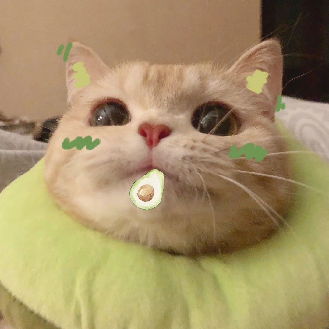 Ảnh meme chú mèo béo đeo vòng cổ xanh, có hình vẽ quả bơ ngộ nghĩnh trên mặt