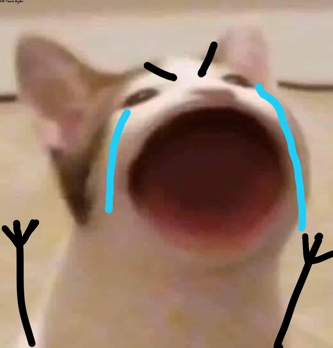 Hình ảnh meme chú mèo há miệng hoảng hốt với nước mắt xanh và nét vẽ hài hước