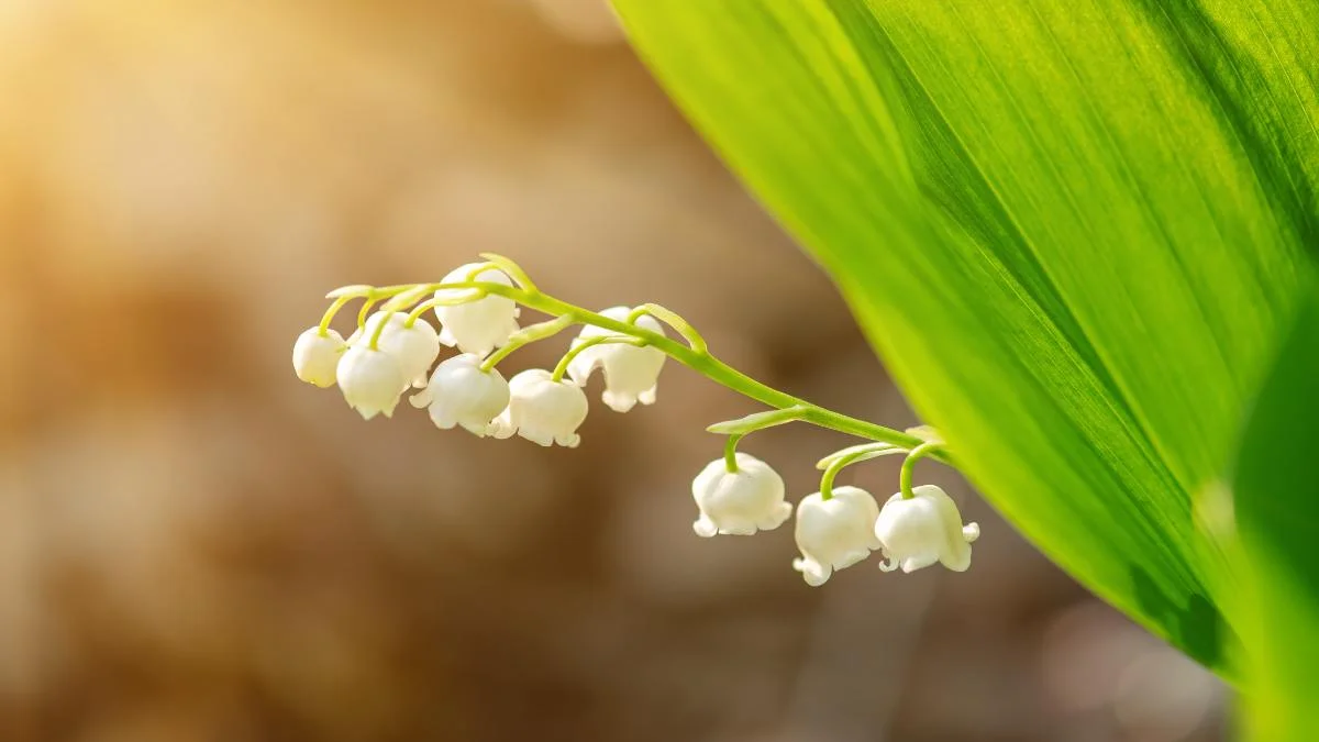 Hình nền hoa Linh Lan cute cho máy tính mới nhất 2024