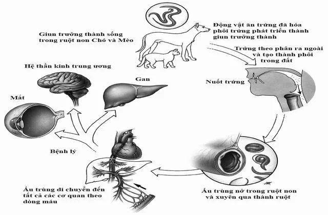 Nguyên Nhân Gây Bệnh Sán Chó Ở Người (2)
