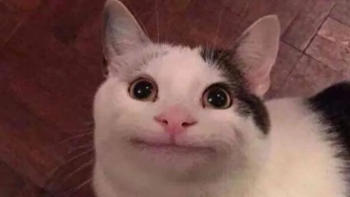 Ảnh meme hài hước vô tri