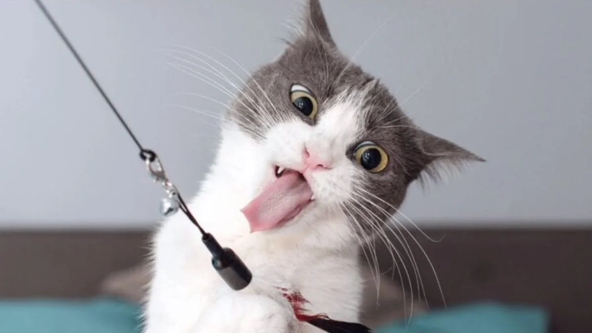 Ảnh meme hài hước ngố