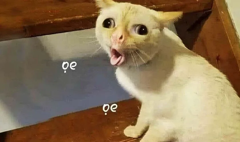 10.000+ ảnh Meme hài bựa, vô tri, cute miễn phí