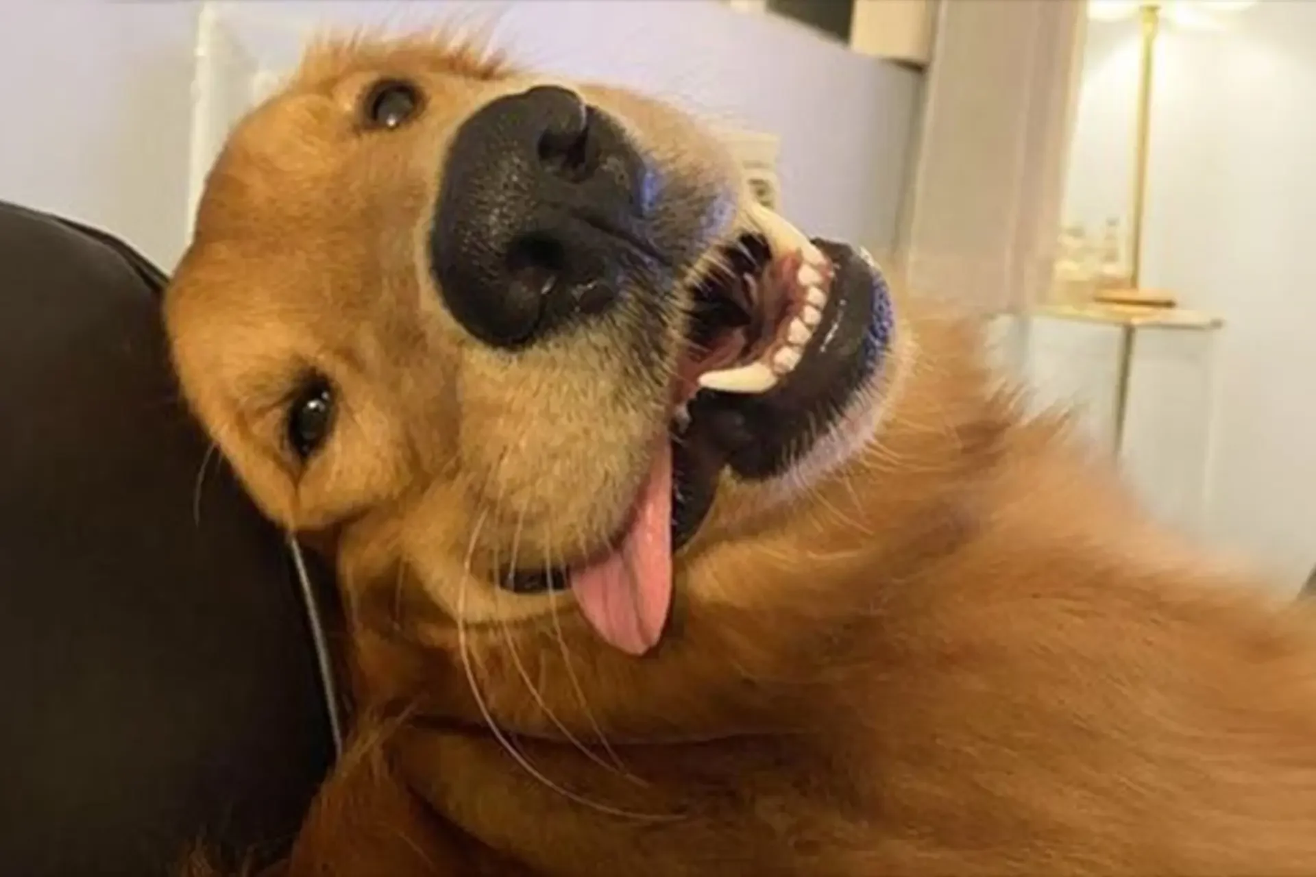Tuyển tập ảnh meme chó bựa hài hước - cười không nhặt được mồm