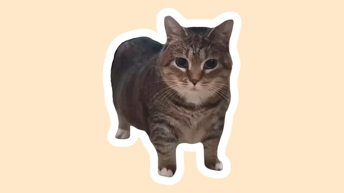 Hình con mèo cute 36