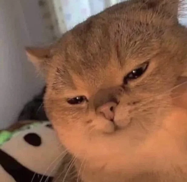 Khám phá ảnh mèo cute meme đáng yêu để thư giãn mỗi ngày