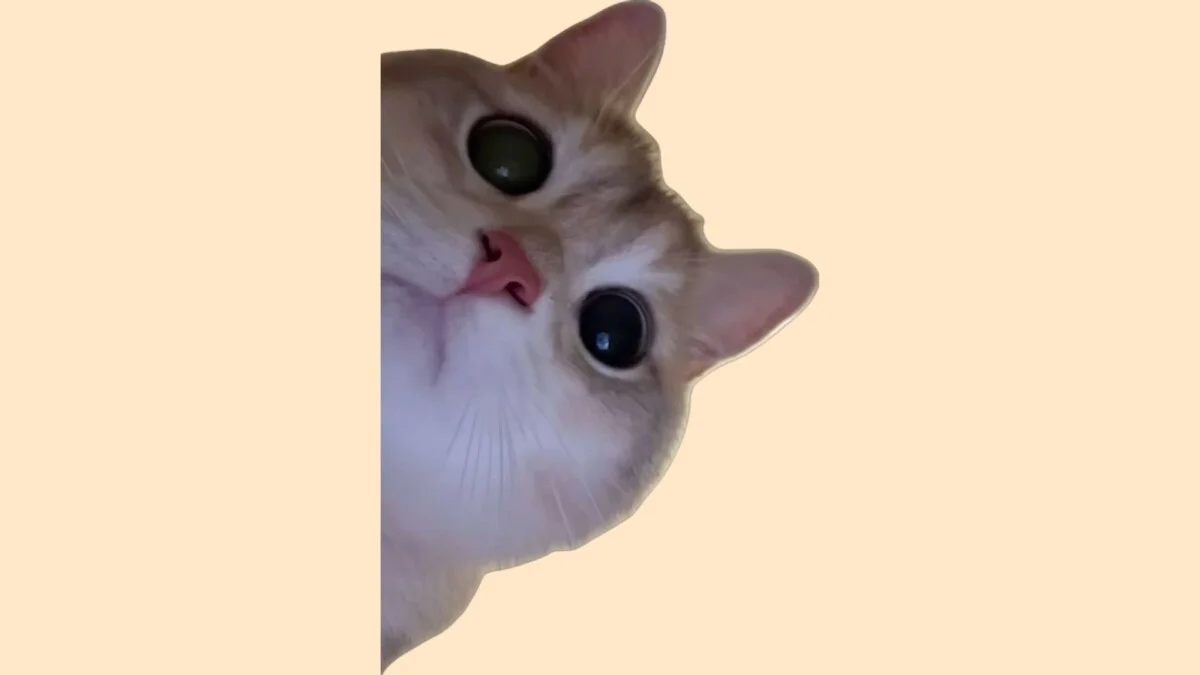 Hình con mèo cute 33