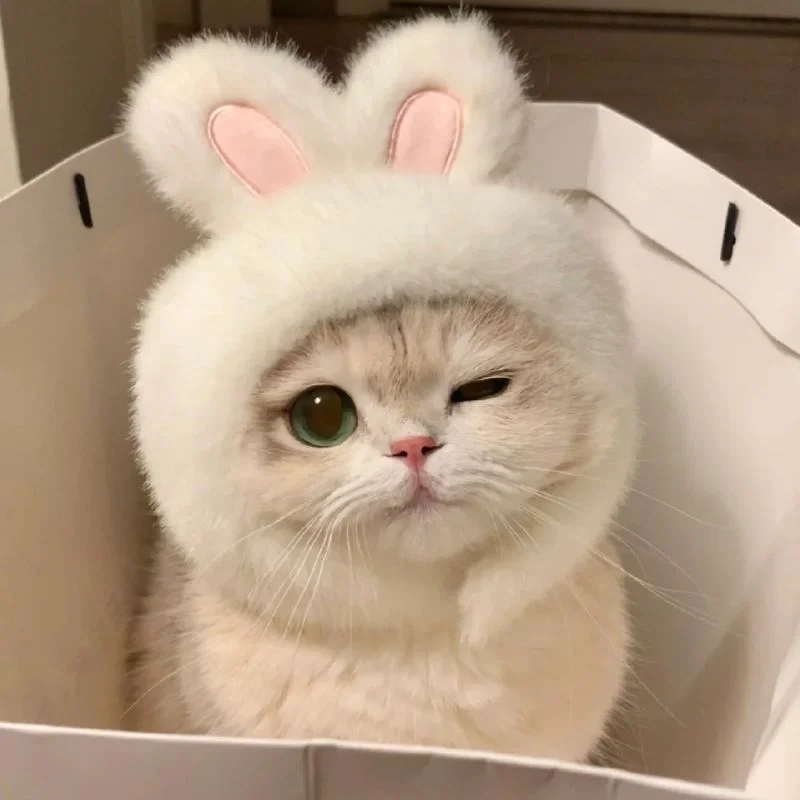 Tổng Hợp Avatar Mèo Cute Khiến Ai Nhìn Cũng Mê Tít - Nâng tầm bài thuyết trình với Hình Nền Powerpoint Đẹp!