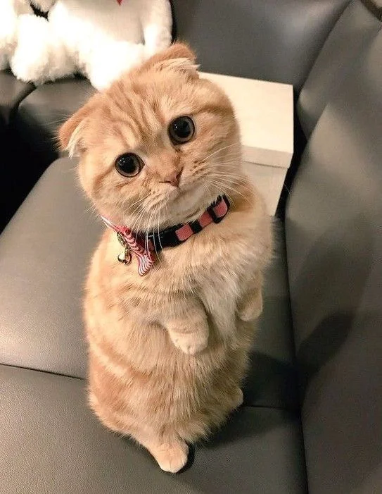 900+ hình ảnh mèo cute, hoạt hình, ngầu, buồn...