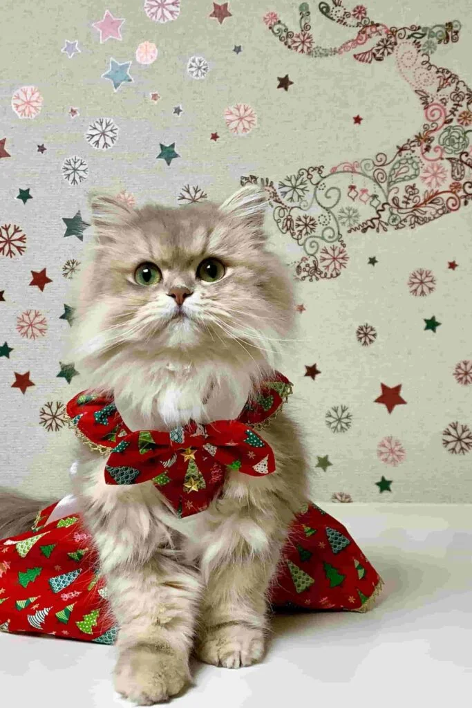 Top 1001 hình nền mèo cute cho điện thoại - Sago Print