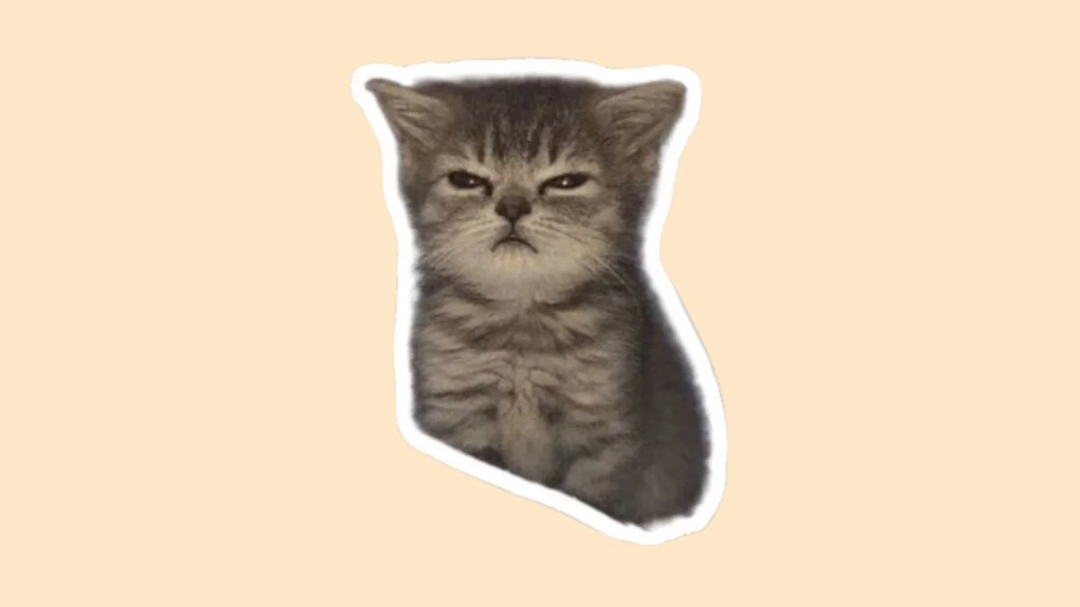 Hình con mèo cute 44