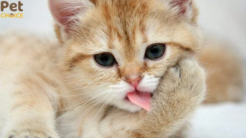 Tổng hợp 100+ hình ảnh mèo cute dễ thương và đáng yêu – petchoice (2)