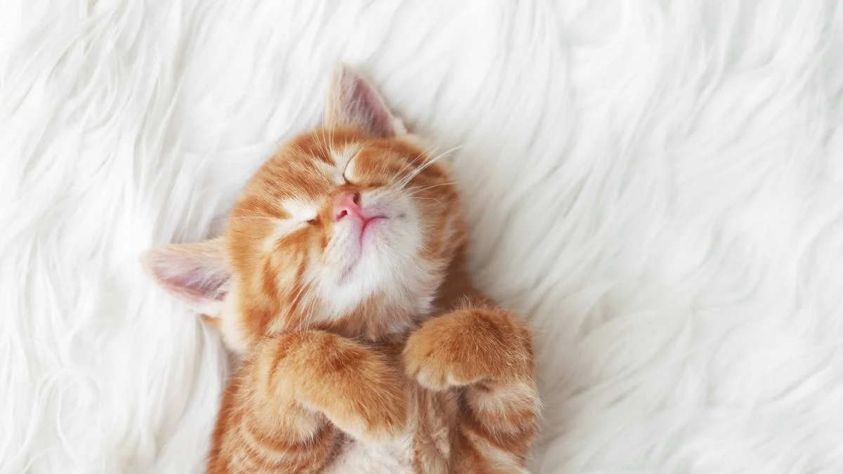 Hình nền mèo 3D cute