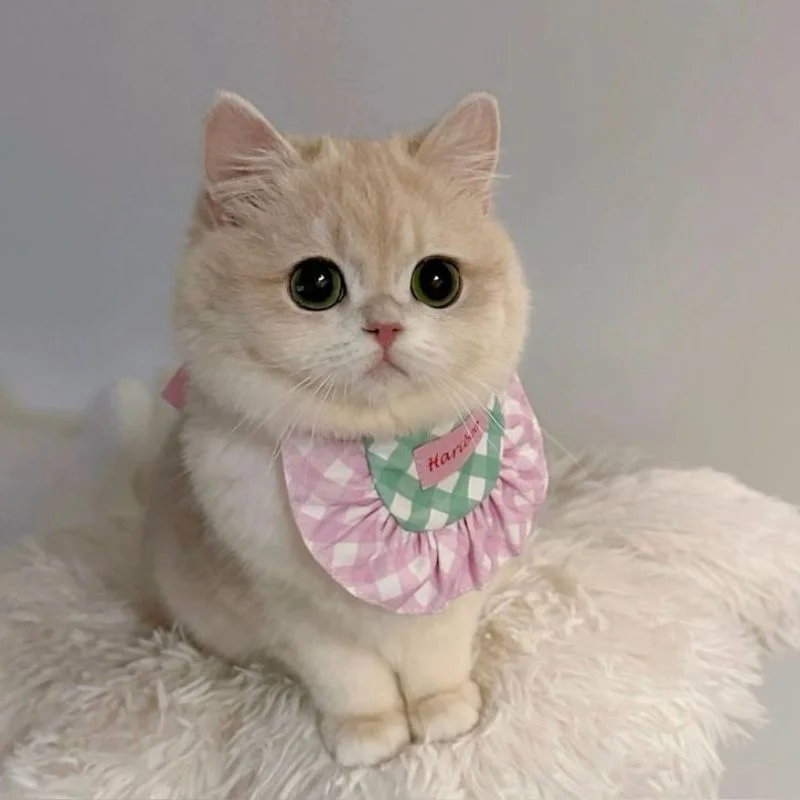Tổng Hợp Avatar Ảnh Mèo Cute Dễ Thương Không Thể Yêu hơn - Nâng tầm bài thuyết trình với Hình Nền Powerpoint Đẹp! (2)