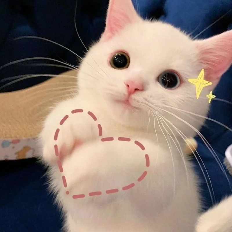 32+ hình ảnh mèo cute ngộ nghĩnh siêu đáng yêu làm avatar
