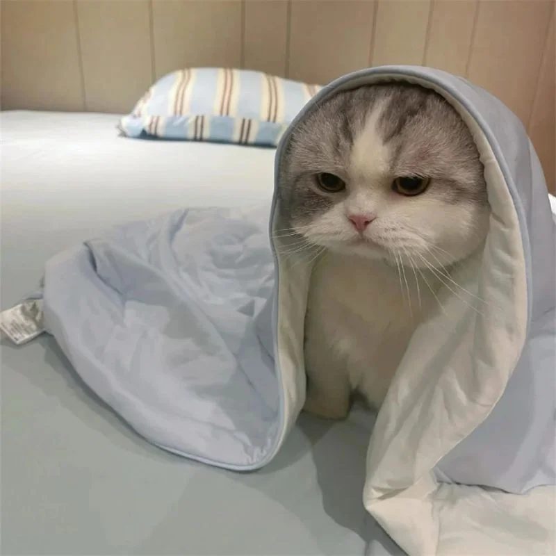 35+ Ảnh Mèo Cute Đáng Yêu Đến Mức Muốn “Bắt Về Nuôi” Ngay Lập Tức - Nâng tầm bài thuyết trình với Hình Nền Powerpoint Đẹp! (2)