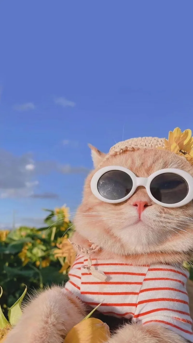 Kho ảnh mèo cute, dễ thương, hài hước để làm avatar hay hình nền