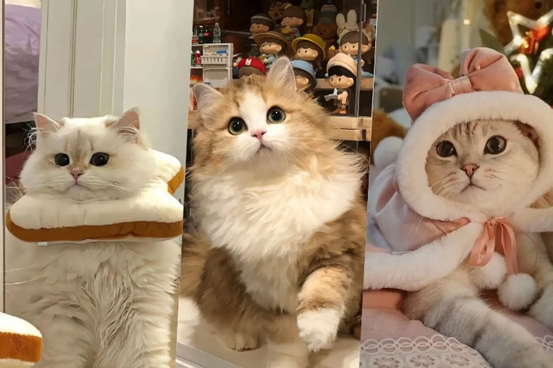 50+ hình nền mèo cute cực chất trang trí điện thoại, máy tính
