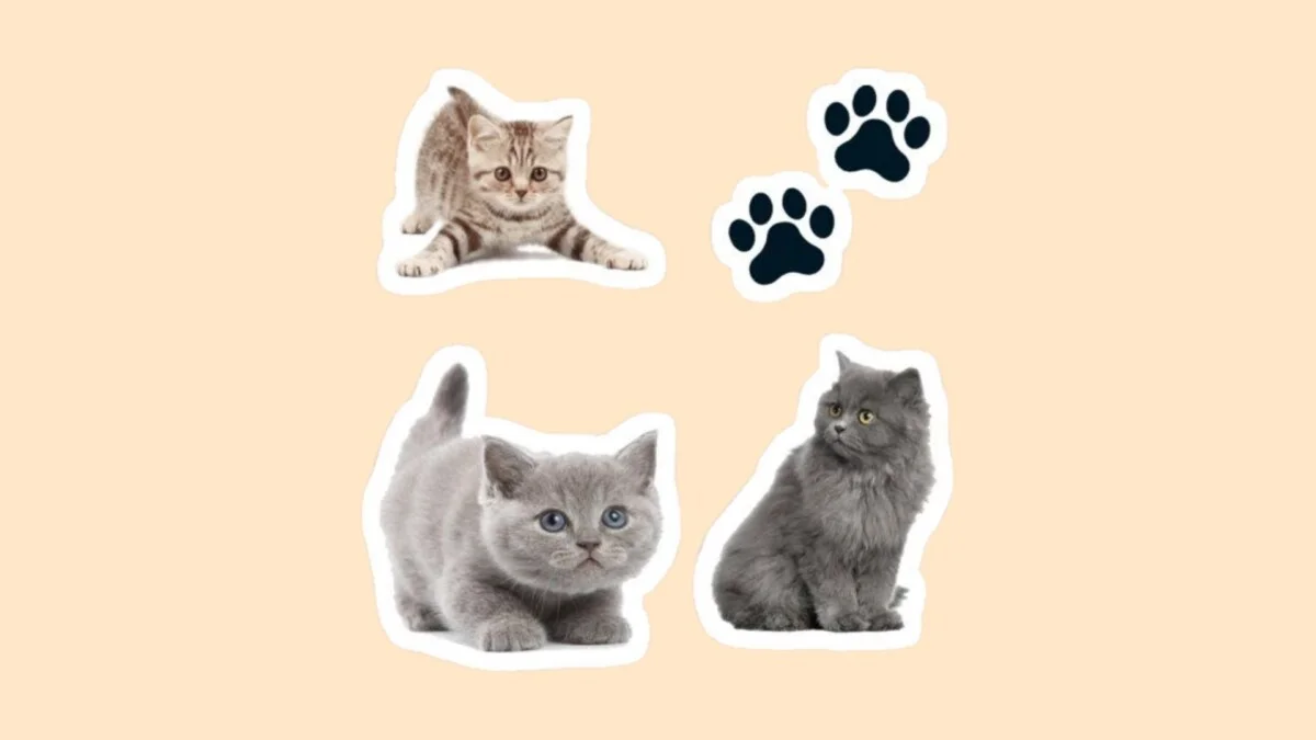 Hình con mèo cute 35