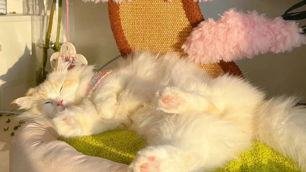 35+ Ảnh Mèo Cute Đáng Yêu Đến Mức Muốn “Bắt Về Nuôi” Ngay Lập Tức - Nâng tầm bài thuyết trình với Hình Nền Powerpoint Đẹp!