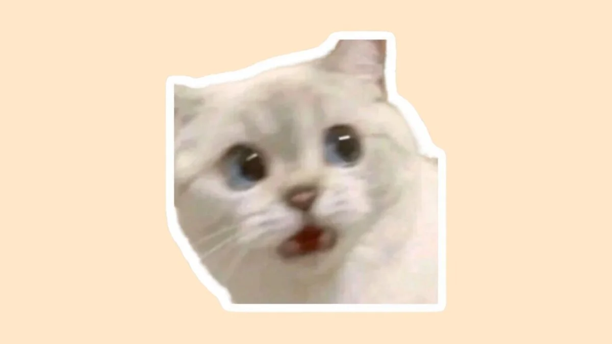 Hình con mèo cute 39