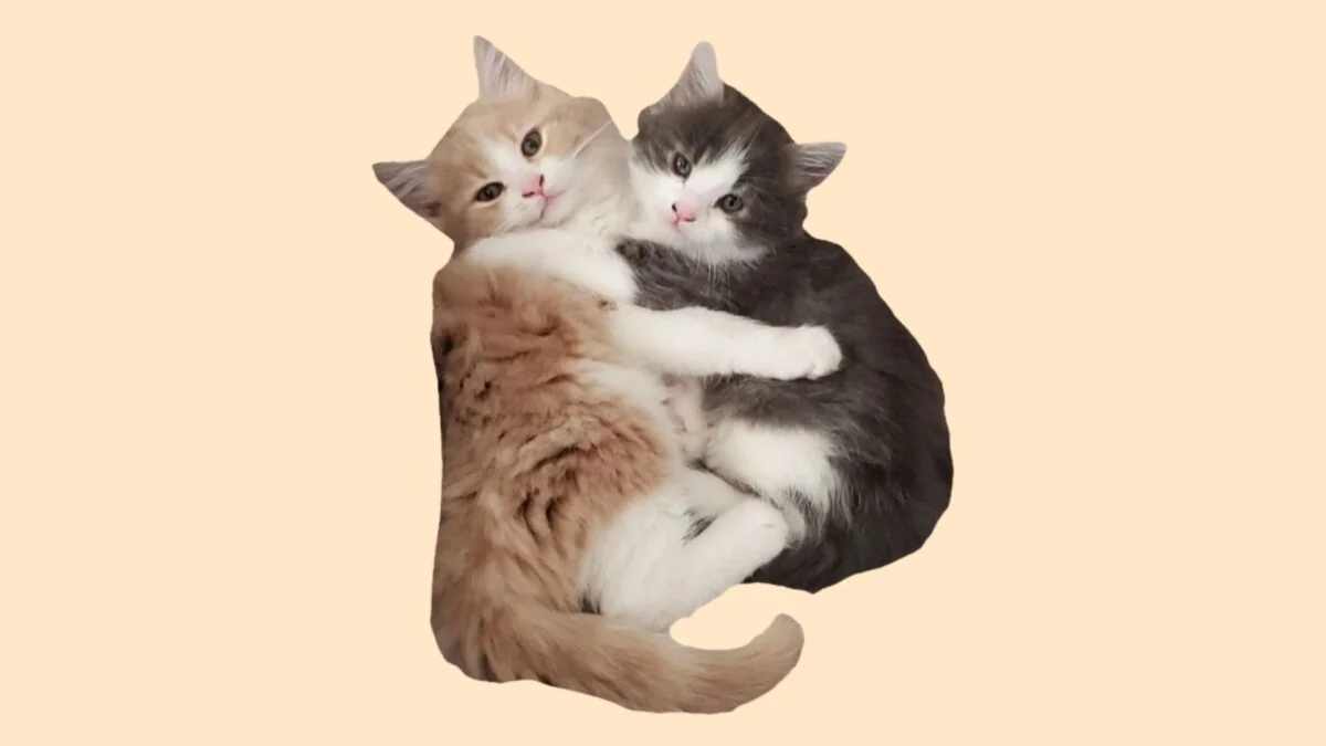 Hình con mèo cute 42
