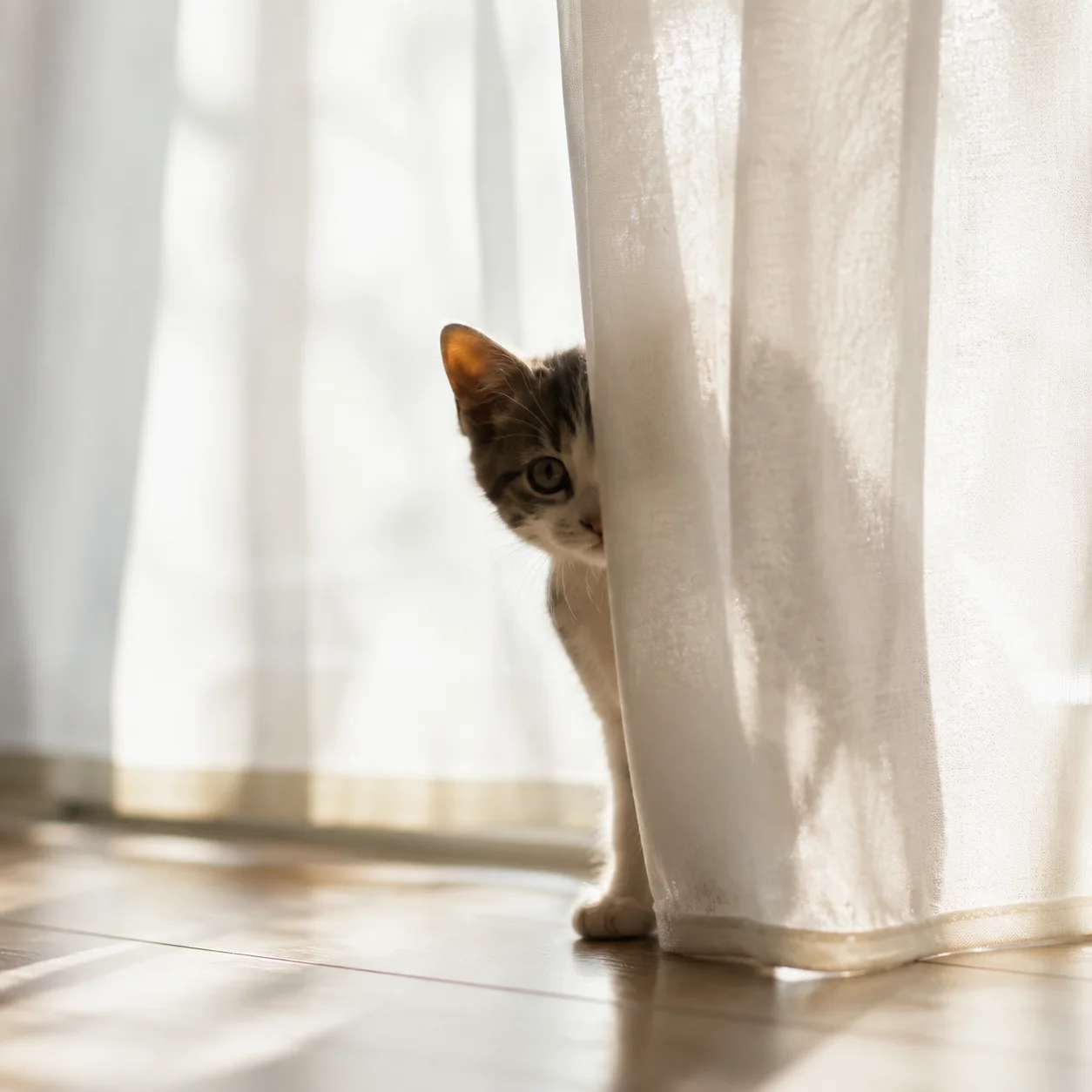 ảnh mèo cute — ảnh 89